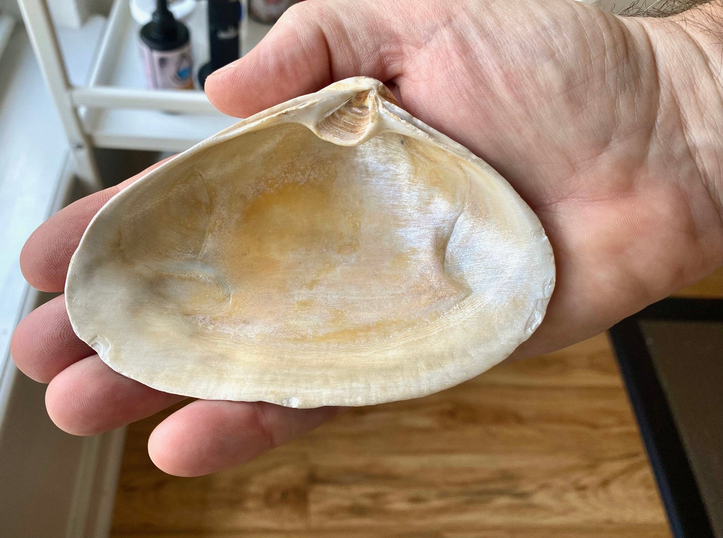 Decoupage Blue & White Clam Shell Ring Dish – Fish Art Coastal Jewelry Holder, Nautical Gift