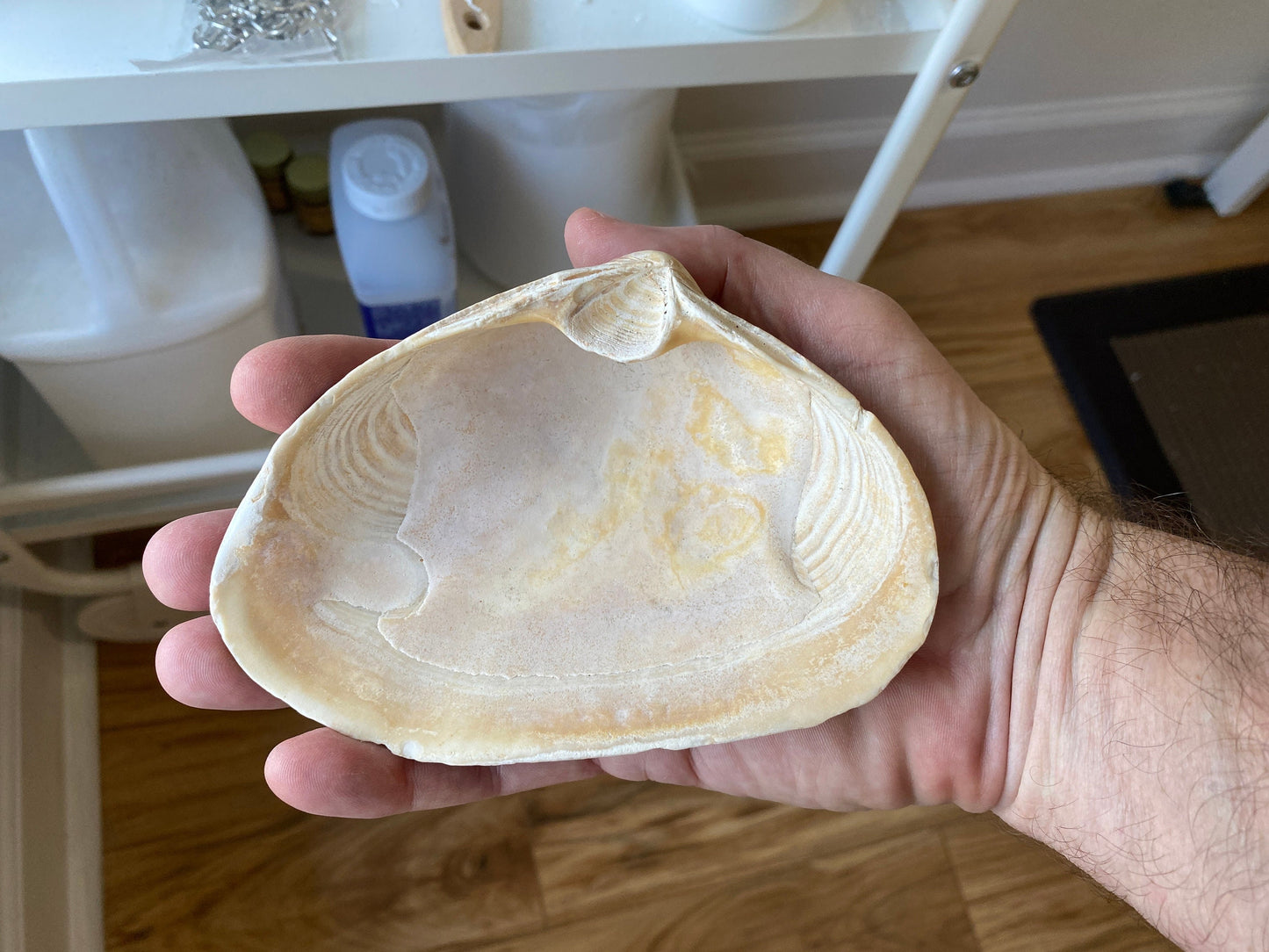 Decoupage Clam Shell Nautical Compass Art Trinket Dish