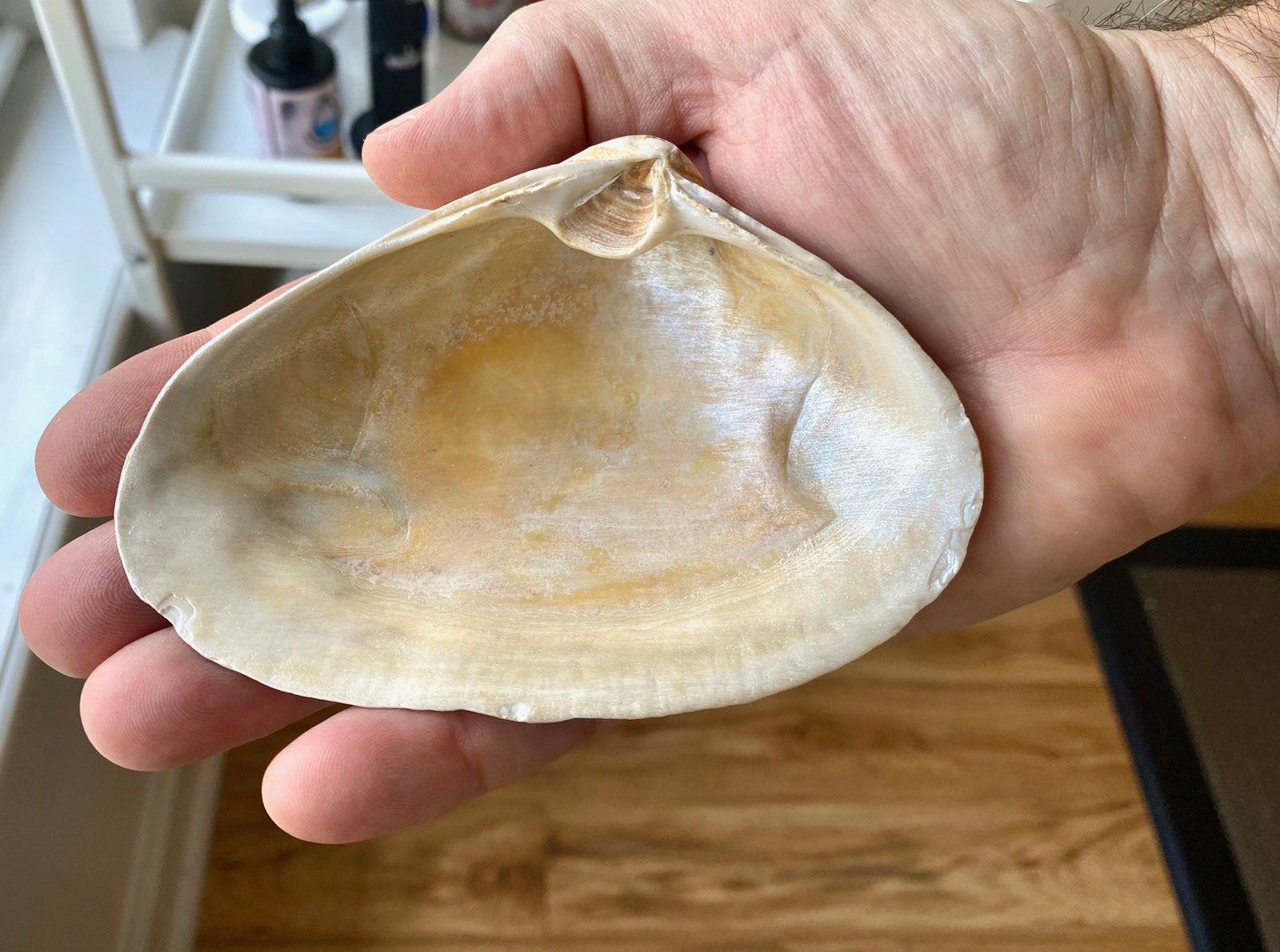 Winslow Homer "The Herring Net" Shell Art – Decoupage Clam Shell Ring Dish