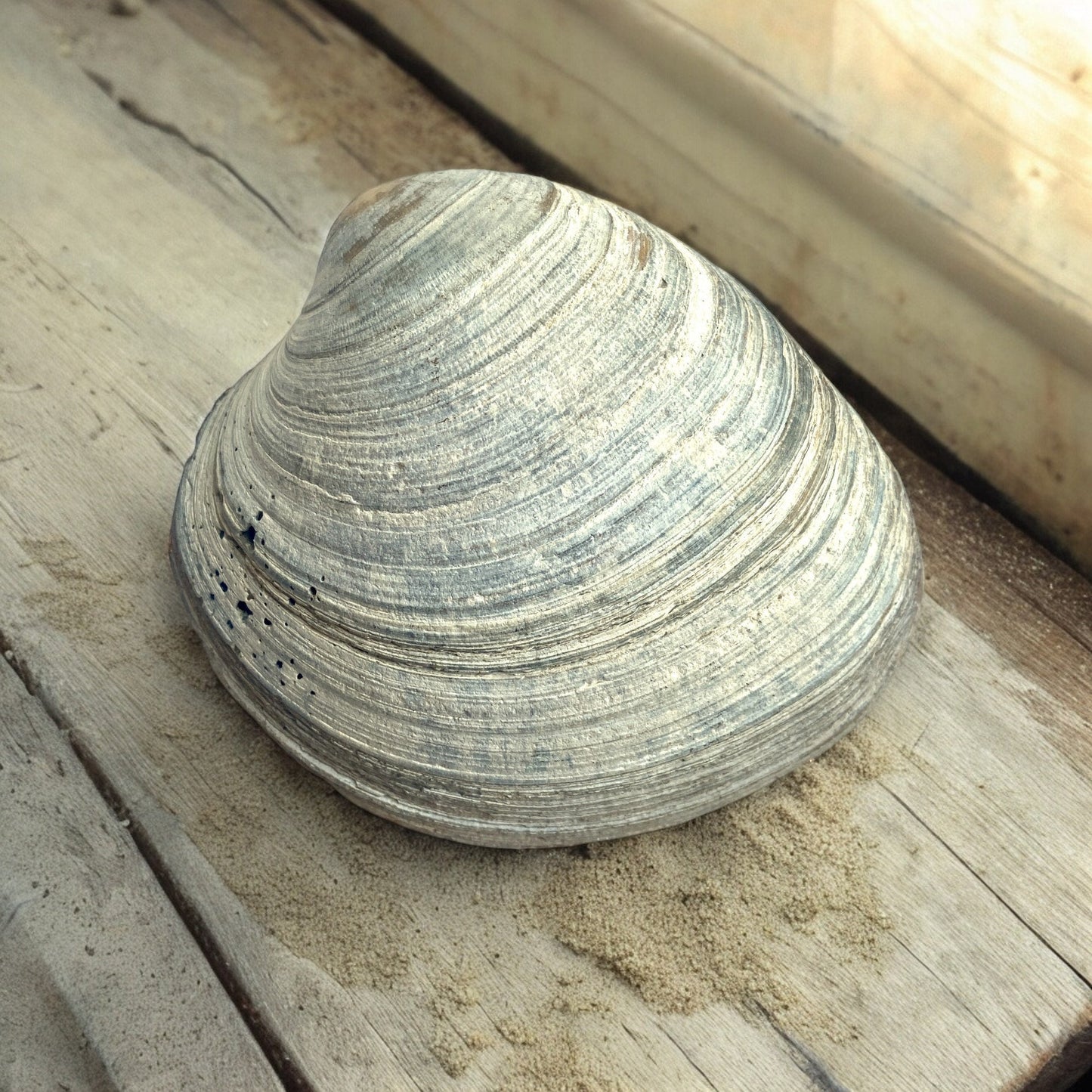 Decoupage Clam Shell Jewelry Dish – Whale Art, Nautical Home Decor