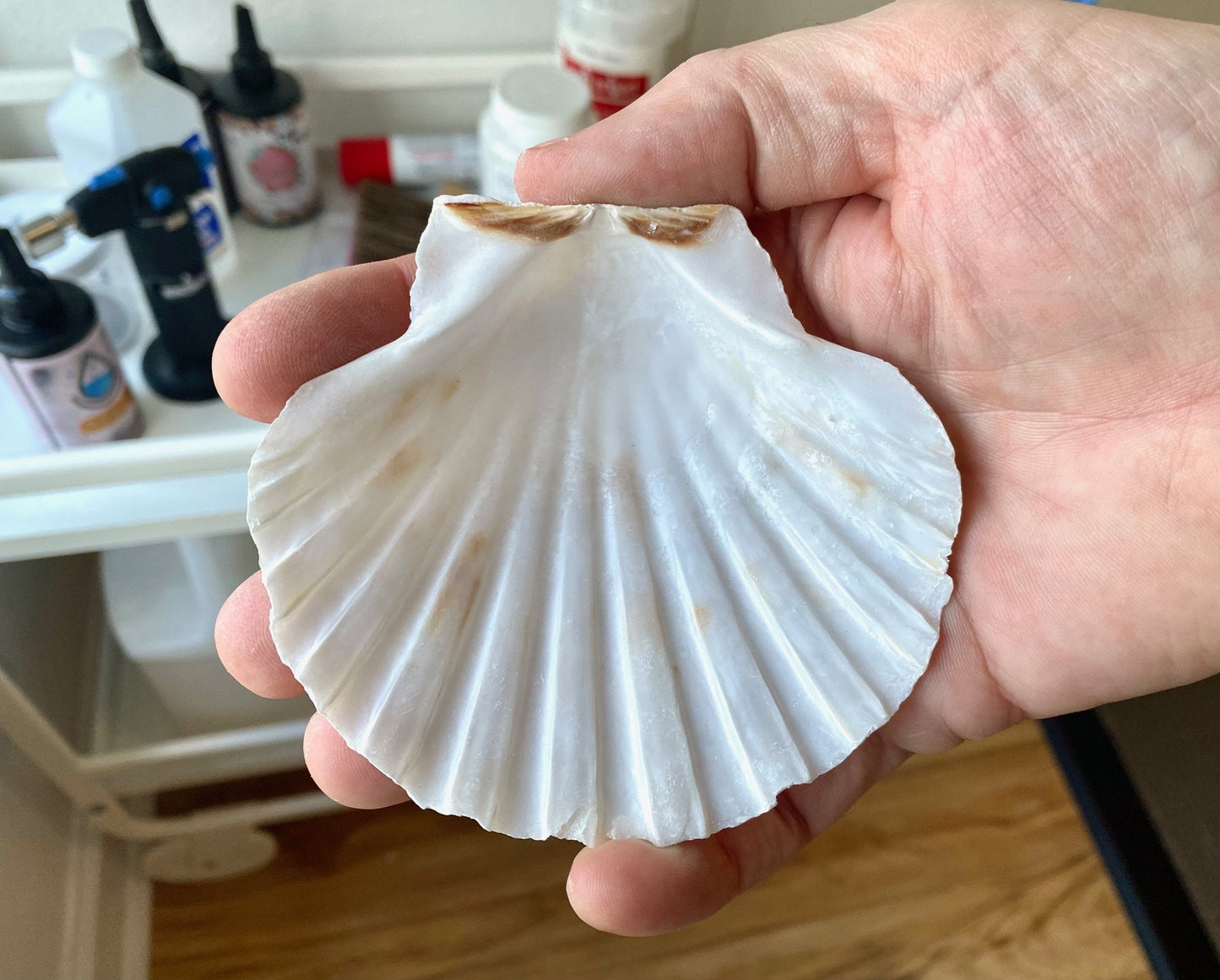 Decoupage Scallop Shell Trinket Dish Octopus Art