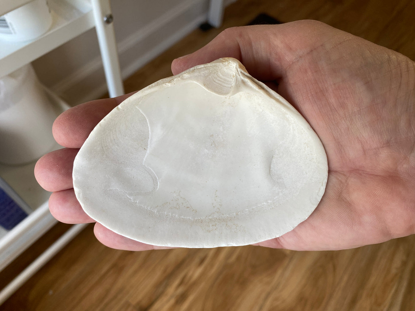 Decoupage Van Gogh Clam Shell Ring Dish – Handcrafted Coastal Art, Housewarming Gift