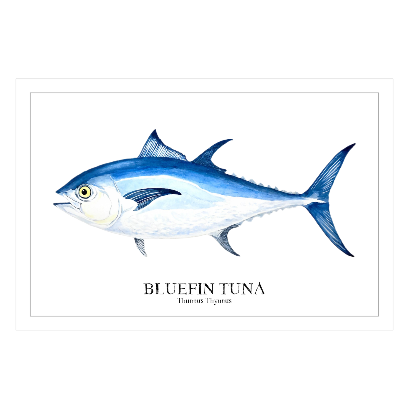 Bluefin Tuna Watercolor Print: Coastal Nautical Wall Art