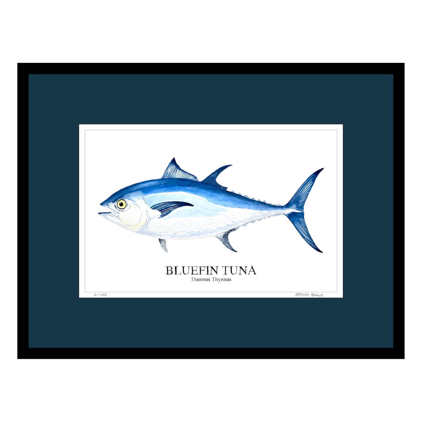 Bluefin Tuna Watercolor Print: Coastal Nautical Wall Art