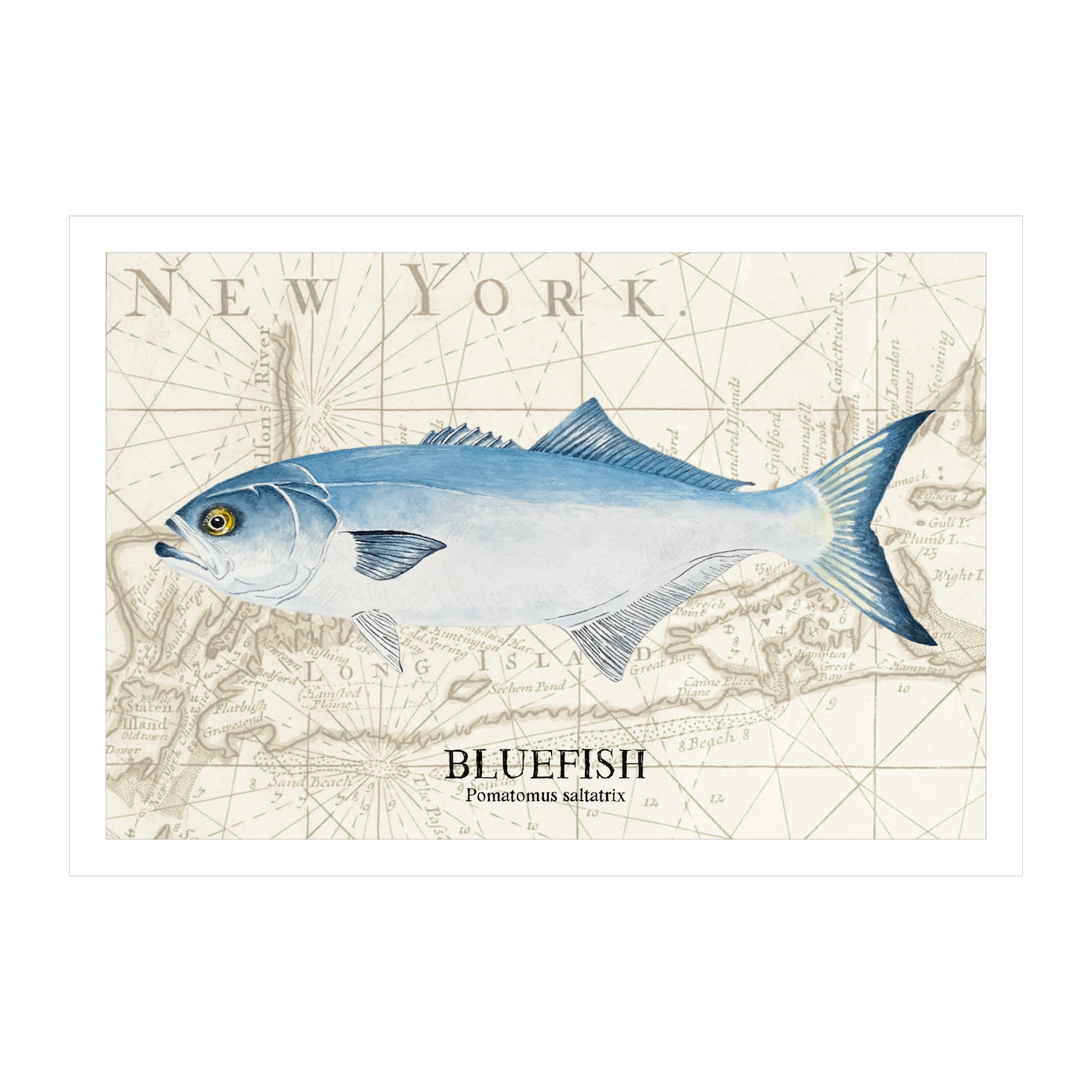 Bluefish Original Watercolor Print Over Vintage Long Island Map – Nautical Coastal Wall Art, Fishermen Angler Gift, NY Beach House Décor