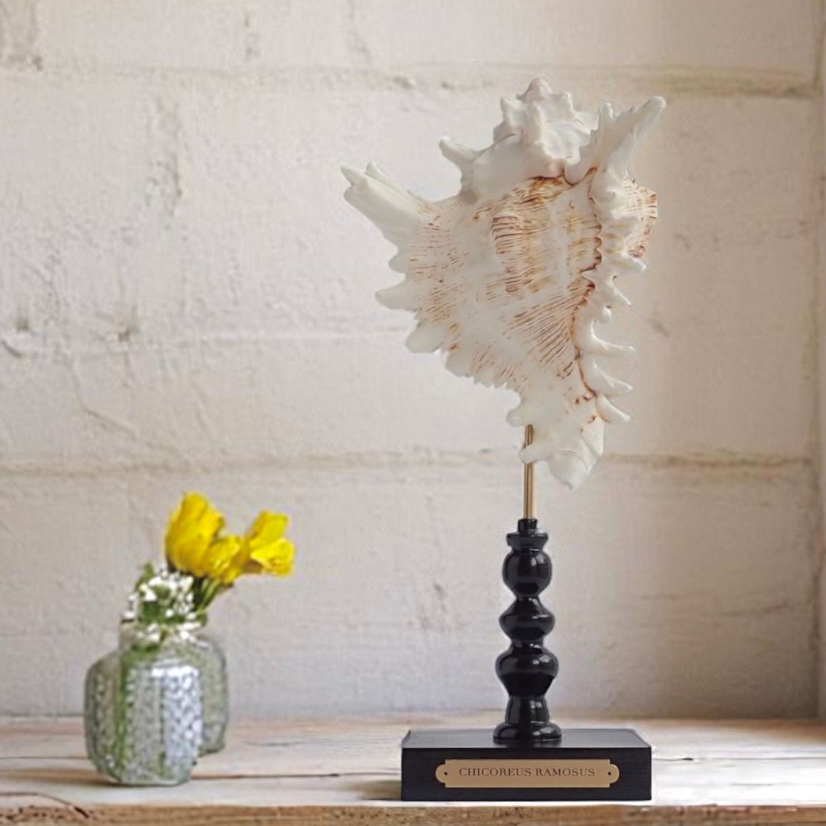 Mounted Shell Sculpture, Sea Shell on Stand, Tropical Shell Display, Elegant Coastal Decor, Beach House Gift, Nautical Marine Home Accent