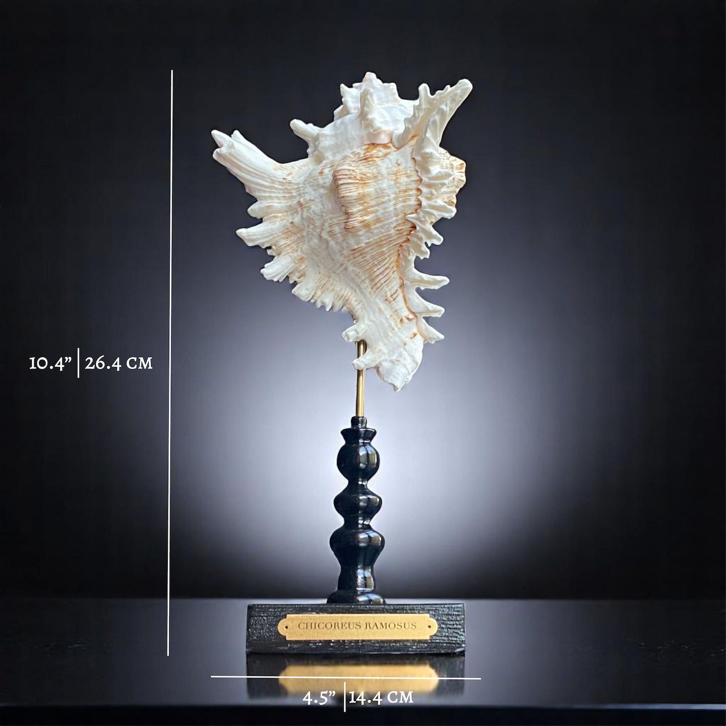 Mounted Shell Sculpture, Sea Shell on Stand, Tropical Shell Display, Elegant Coastal Decor, Beach House Gift, Nautical Marine Home Accent