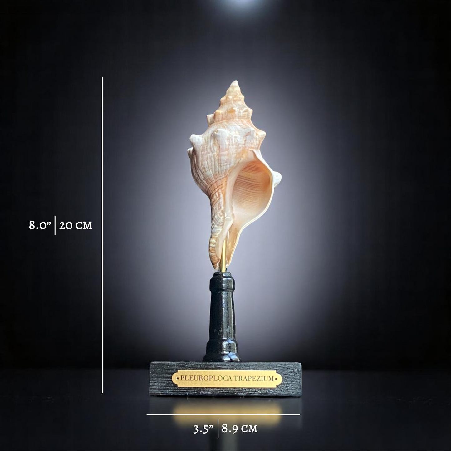 Mounted Shell Sculpture, Sea Shell on Stand, Tropical Shell Display, Elegant Coastal Decor, Beach House Gift, Nautical Marine Home Accent