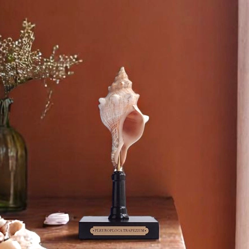 Mounted Shell Sculpture, Sea Shell on Stand, Tropical Shell Display, Elegant Coastal Decor, Beach House Gift, Nautical Marine Home Accent