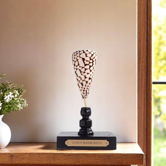 Mounted Shell Sculpture, Sea Shell on Stand, Tropical Shell Display, Elegant Coastal Decor, Beach House Gift, Nautical Marine Home Accent