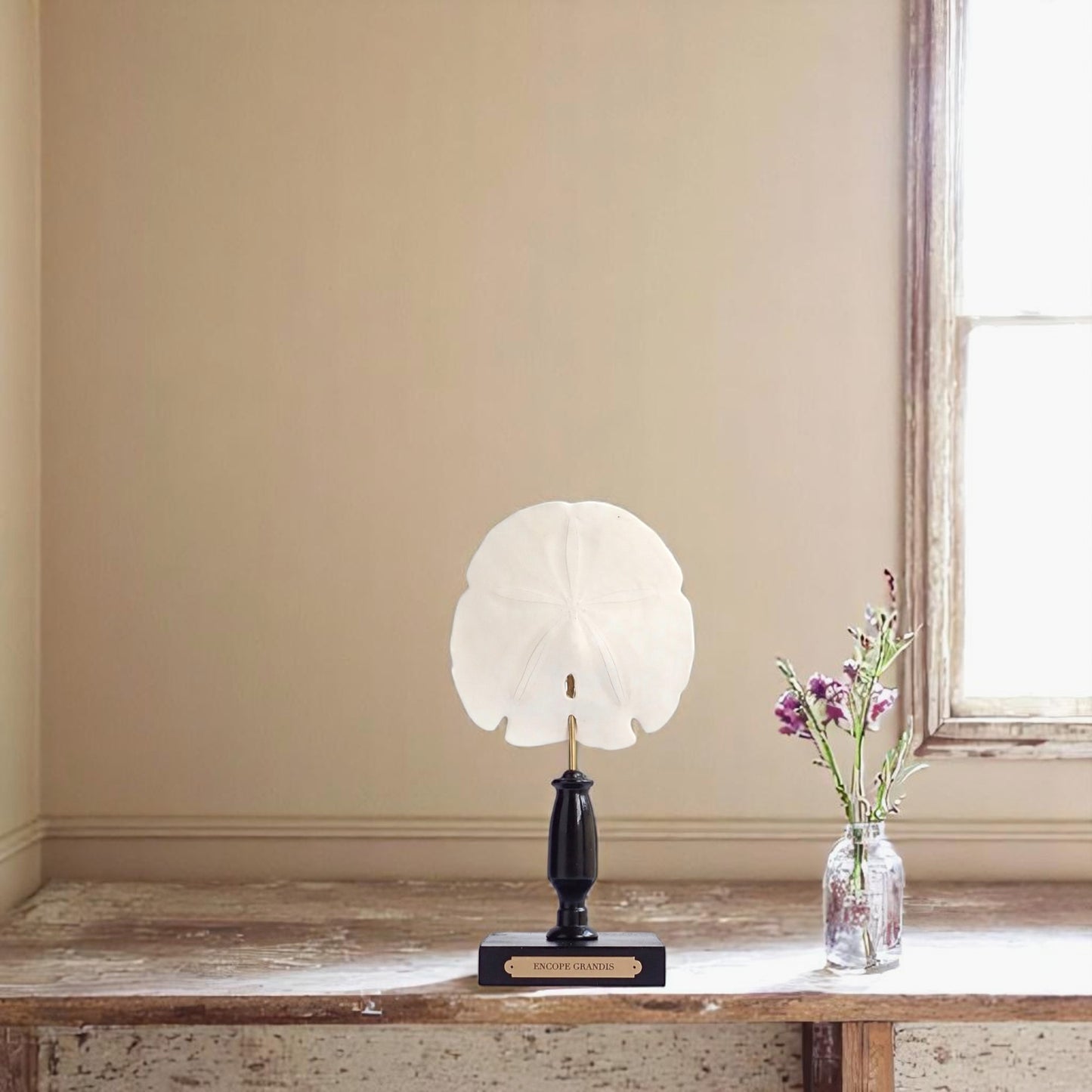 Mounted Shell Sculpture, Sand Dollar on Stand, Tropical Shell Display, Elegant Coastal Decor, Beach House Gift, Nautical Marine Home Accent