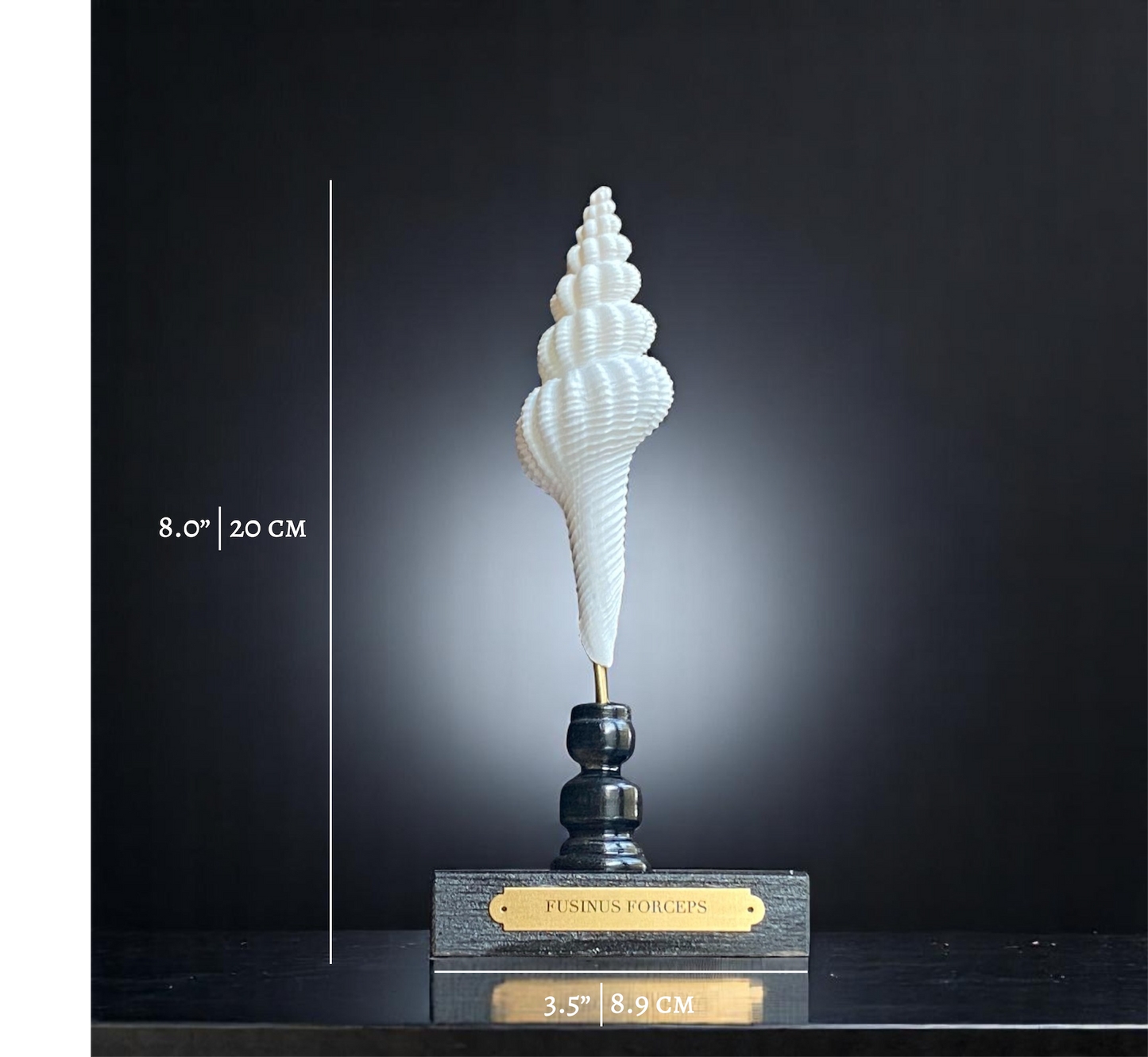 Mounted Shell Sculpture, Sea Shell on Stand, Tropical Shell Display, Elegant Coastal Decor, Beach House Gift, Nautical Marine Home Accent