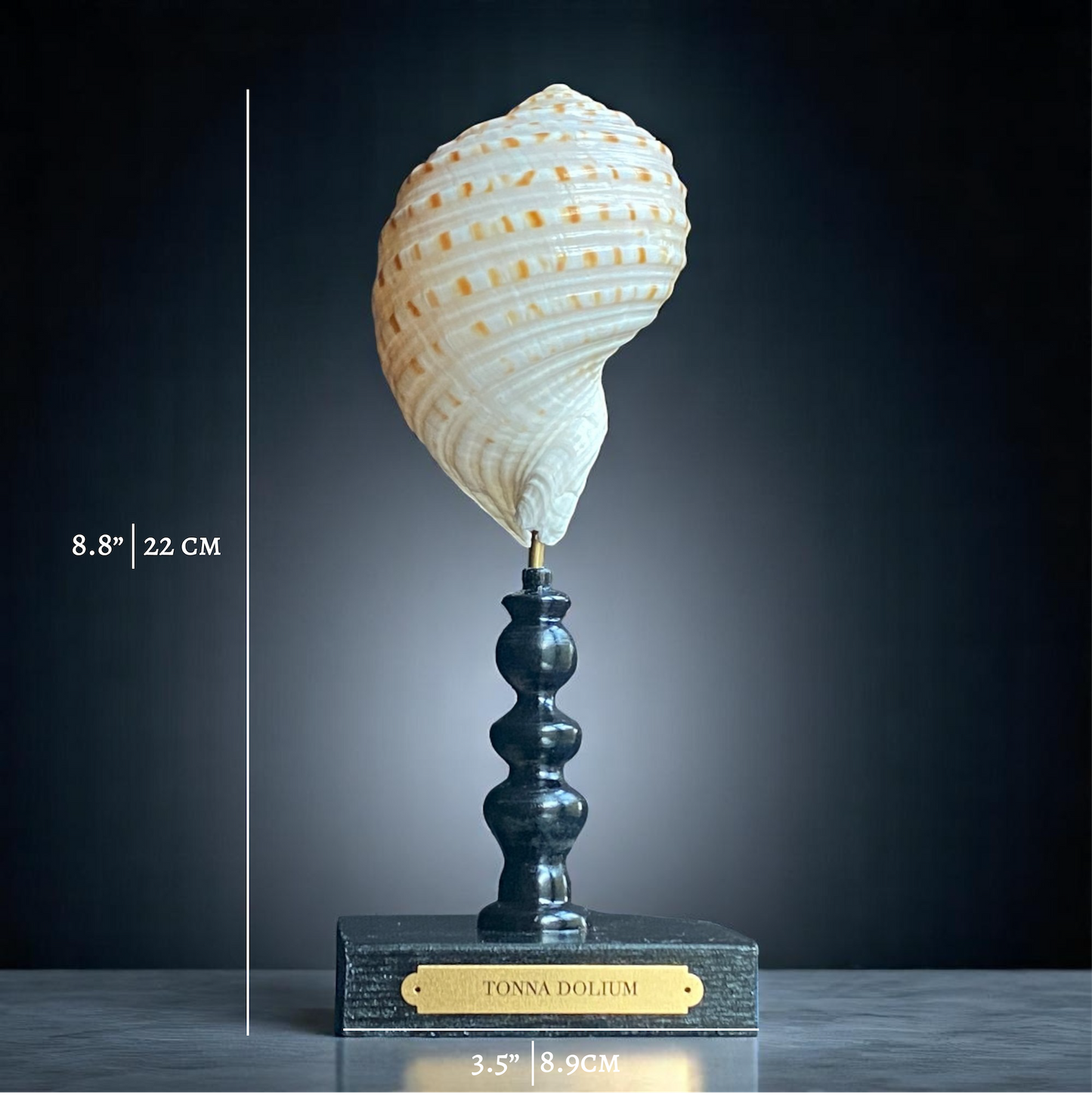 Mounted Shell Sculpture, Sea Shell on Stand, Tropical Shell Display, Elegant Coastal Decor, Beach House Gift, Nautical Marine Home Accent