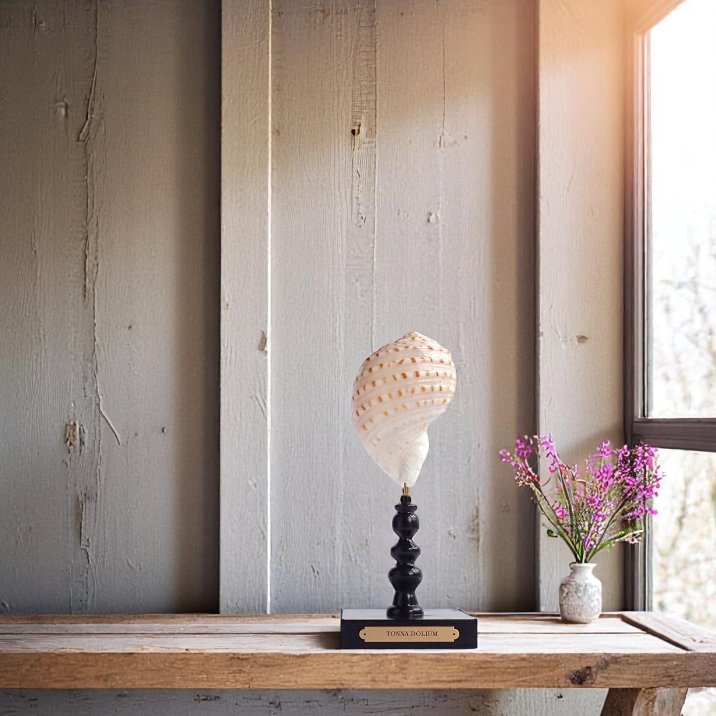 Mounted Shell Sculpture, Sea Shell on Stand, Tropical Shell Display, Elegant Coastal Decor, Beach House Gift, Nautical Marine Home Accent