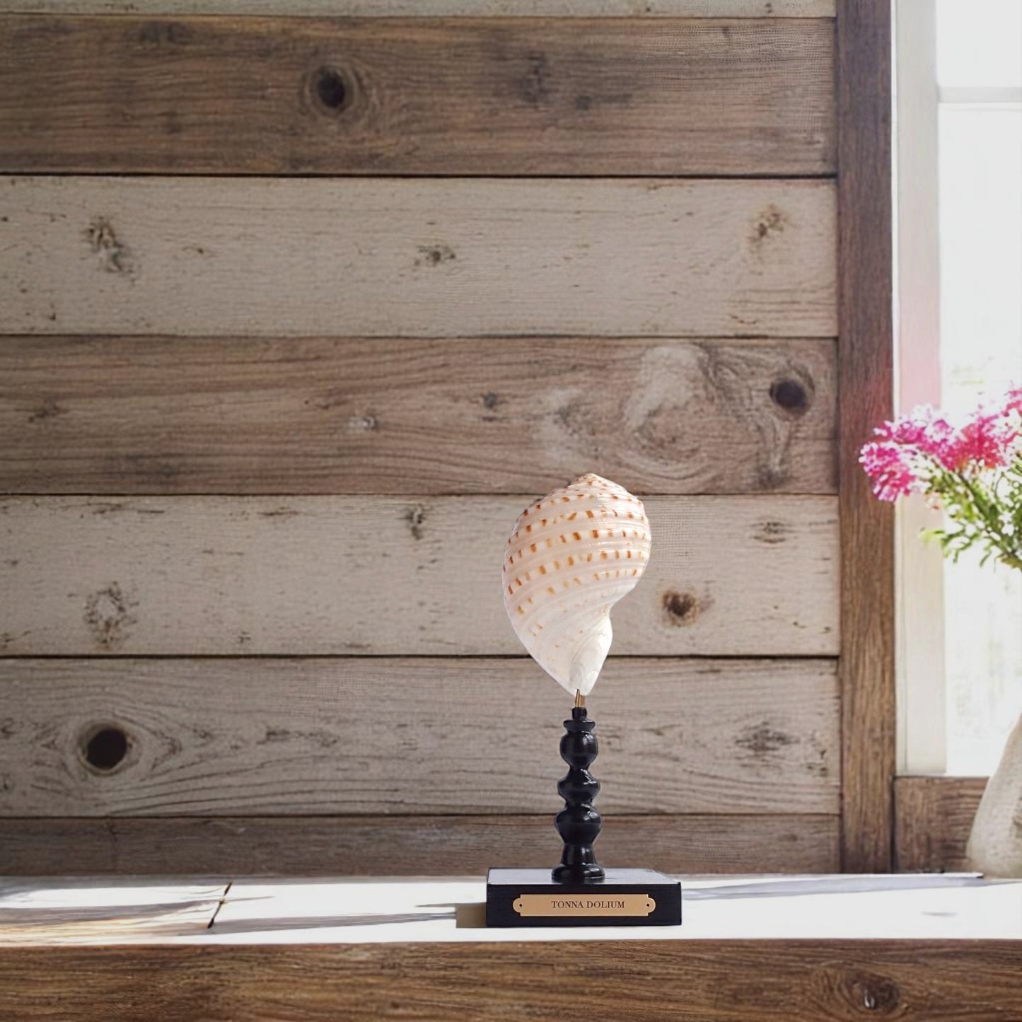 Mounted Shell Sculpture, Sea Shell on Stand, Tropical Shell Display, Elegant Coastal Decor, Beach House Gift, Nautical Marine Home Accent