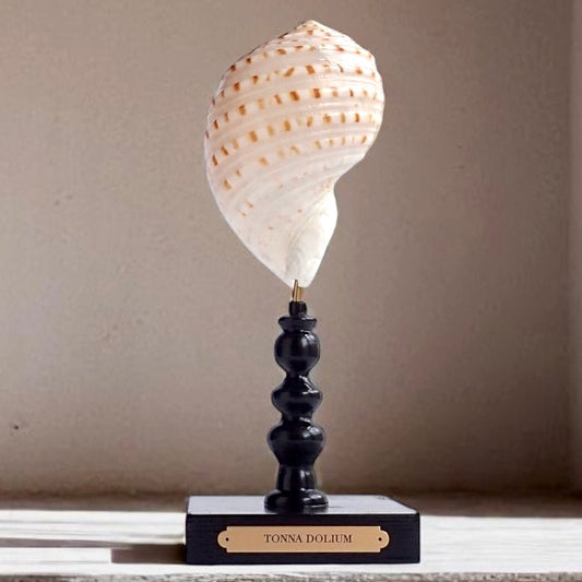 Mounted Shell Sculpture, Sea Shell on Stand, Tropical Shell Display, Elegant Coastal Decor, Beach House Gift, Nautical Marine Home Accent
