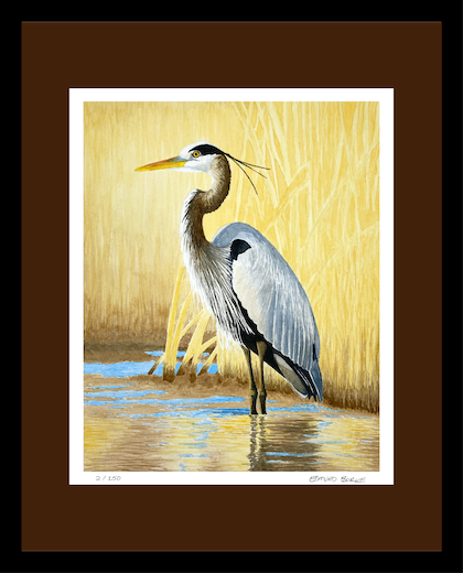 Great Blue Heron Watercolor Print, Nature Wildlife Landscape, Limited Edition Print, Coastal Wall Decor, Beach Painting Gift, Shorebird Art
