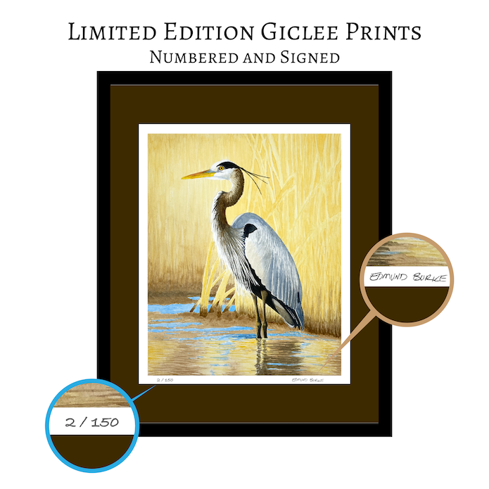 Great Blue Heron Watercolor Print, Nature Wildlife Landscape, Limited Edition Print, Coastal Wall Decor, Beach Painting Gift, Shorebird Art