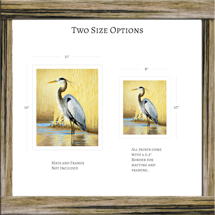 Great Blue Heron Watercolor Print, Nature Wildlife Landscape, Limited Edition Print, Coastal Wall Decor, Beach Painting Gift, Shorebird Art