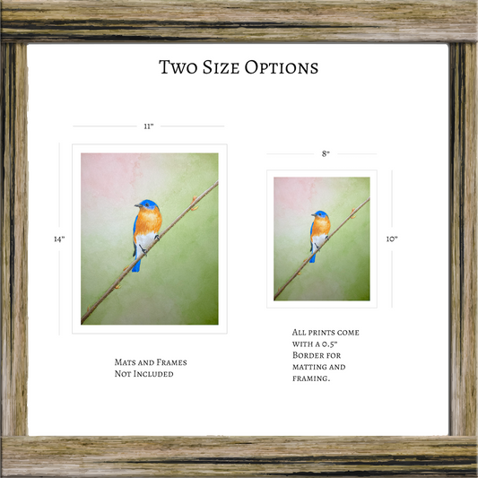 Eastern Bluebird Watercolor Print, Original Bird Art Painting, Songbird Wall Art for Nature Lovers, Serene Pastel Wildlife Art Print Gift