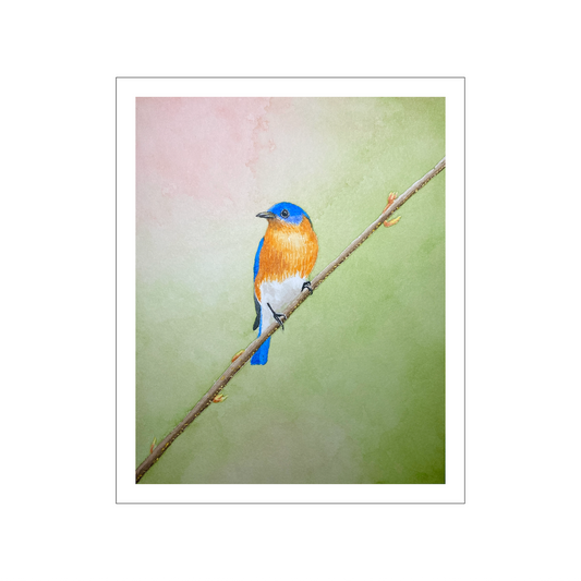 Eastern Bluebird Watercolor Print, Original Bird Art Painting, Songbird Wall Art for Nature Lovers, Serene Pastel Wildlife Art Print Gift