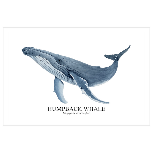 Humpback Whale Original Watercolor Print, Nautical Coastal Wall Art, Whale Lover Gift, Beach House Décor, Whale Painting, Ocean Wildlife Art