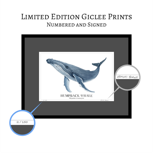 Humpback Whale Original Watercolor Print, Nautical Coastal Wall Art, Whale Lover Gift, Beach House Décor, Whale Painting, Ocean Wildlife Art