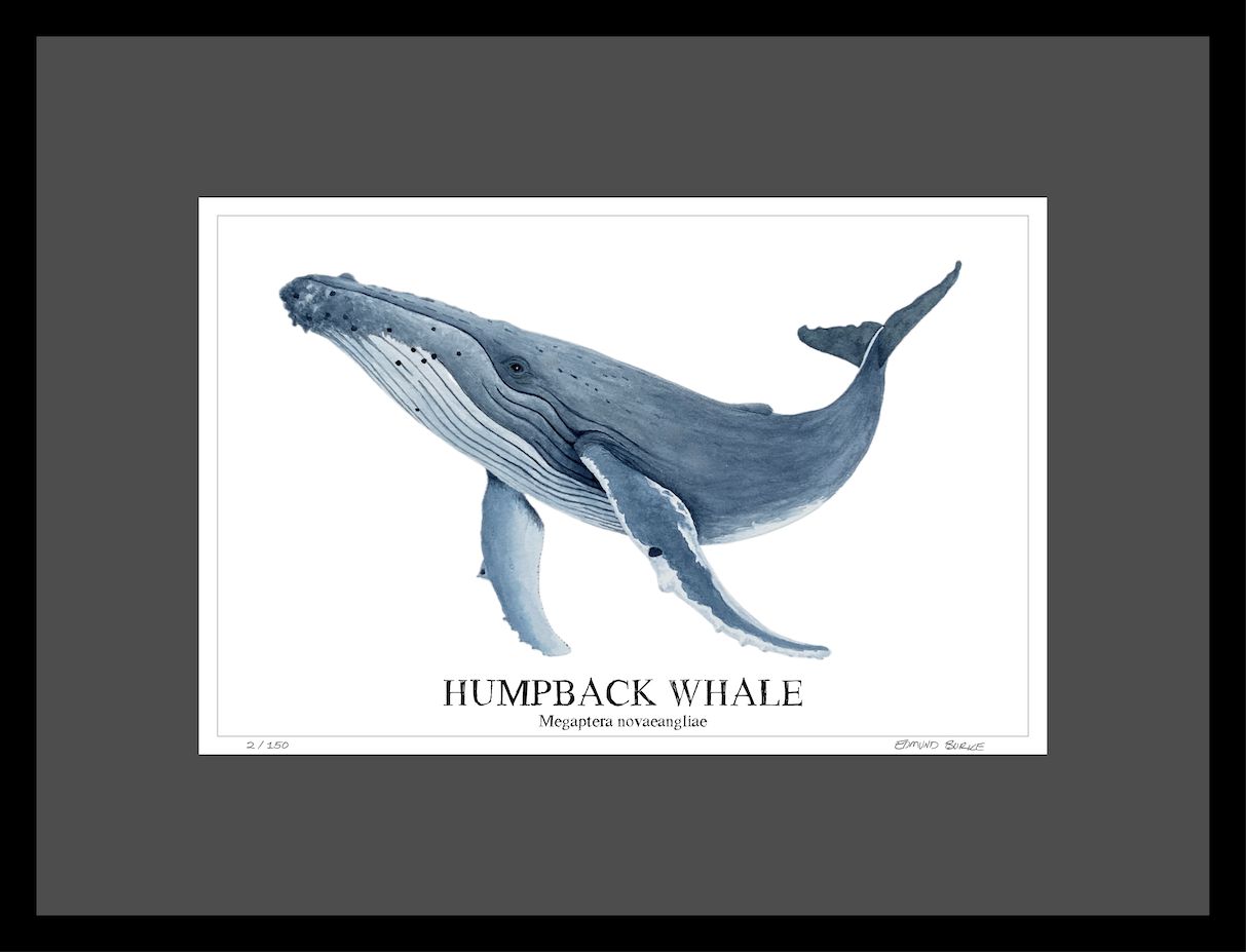 Humpback Whale Original Watercolor Print, Nautical Coastal Wall Art, Whale Lover Gift, Beach House Décor, Whale Painting, Ocean Wildlife Art