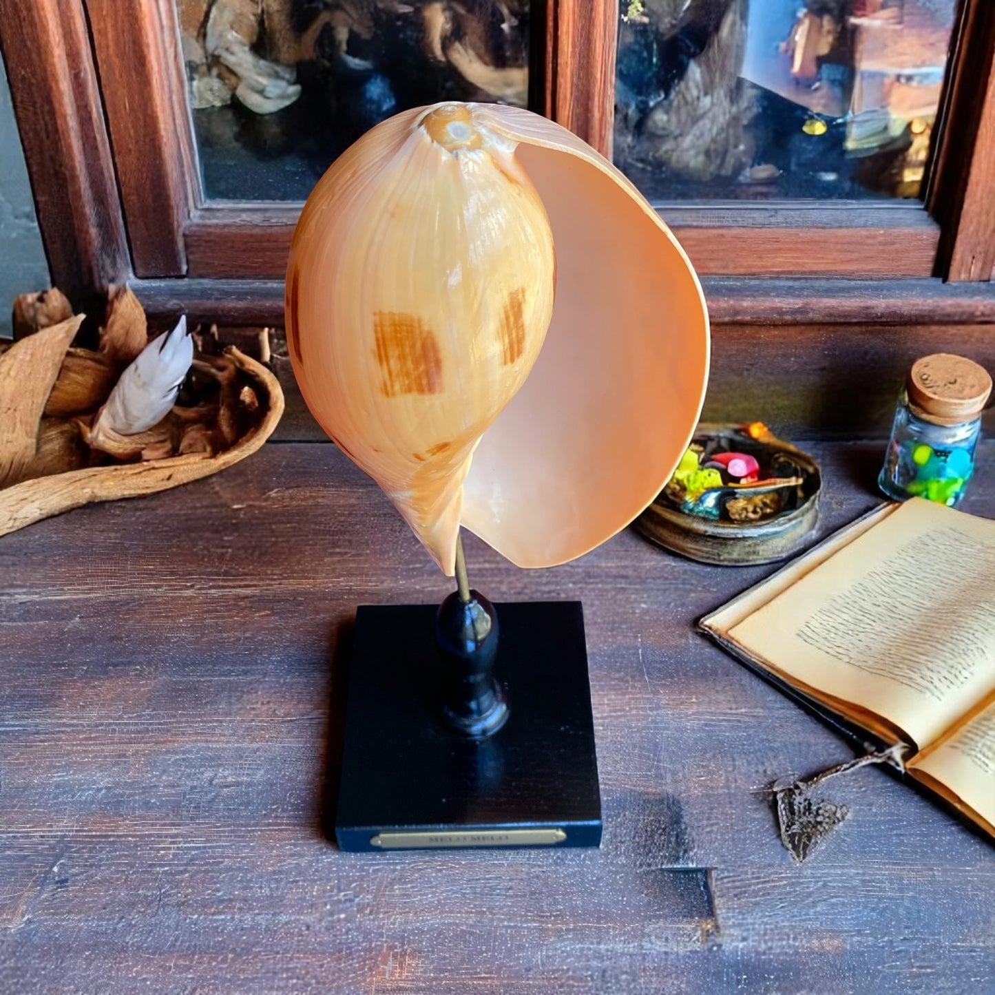 Mounted Shell Sculpture, Sea Shell on Stand, Tropical Shell Display, Elegant Coastal Decor, Beach House Gift, Nautical Marine Home Accent