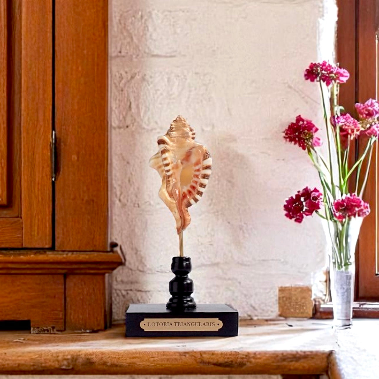 Mounted Sea Shell Specimen, Sea Shell on Stand, Tropical Shell Display, Elegant Coastal Decor, Beach House Gift,Marine Sculpture Home Accent