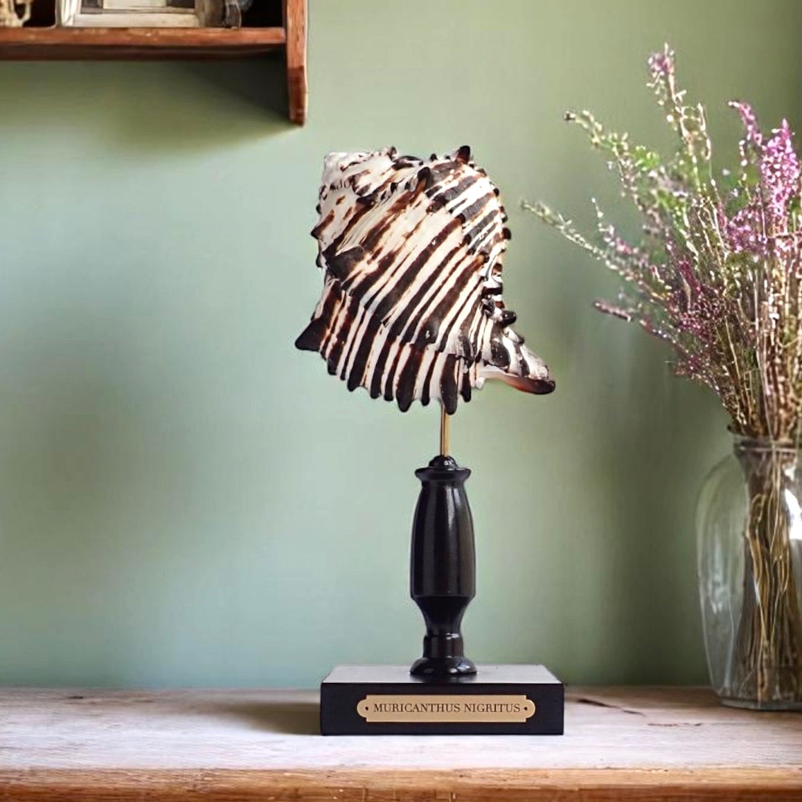 Mounted Shell Sculpture, Sea Shell on Stand, Tropical Shell Display, Elegant Coastal Decor, Beach House Gift, Nautical Marine Home Accent