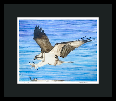 Osprey Watercolor Print – Bird of Prey Art – Raptor Wall Decor, Coastal Wildlife Painting, Nature Bird Print for Home or Office