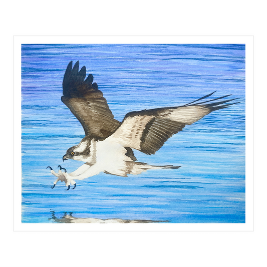 Osprey Watercolor Print – Bird of Prey Art – Raptor Wall Decor, Coastal Wildlife Painting, Nature Bird Print for Home or Office