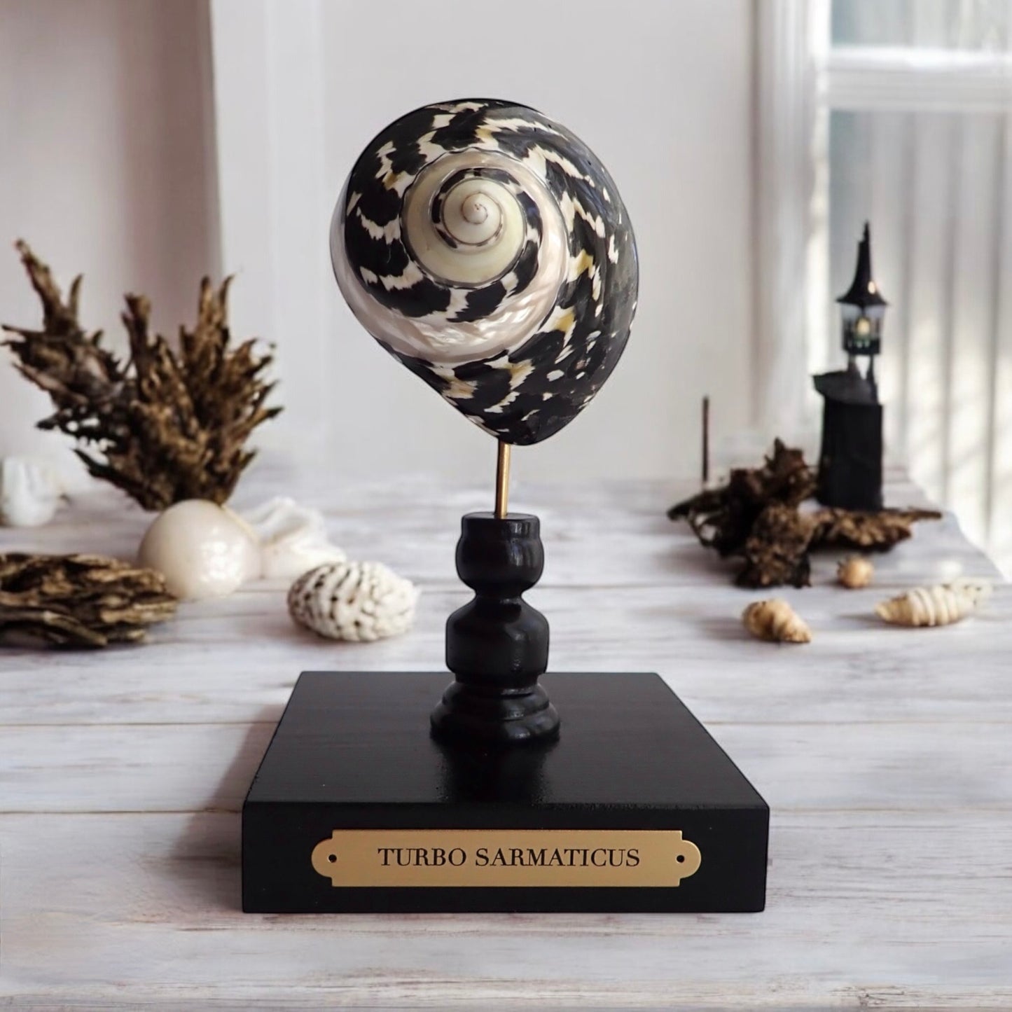 Mounted Turbo Shell Sculpture, Sea Shell on Handmade Stand, Tropical Shell Display, Chic Coastal Decor, Beach House Gift, Marine Home Accent
