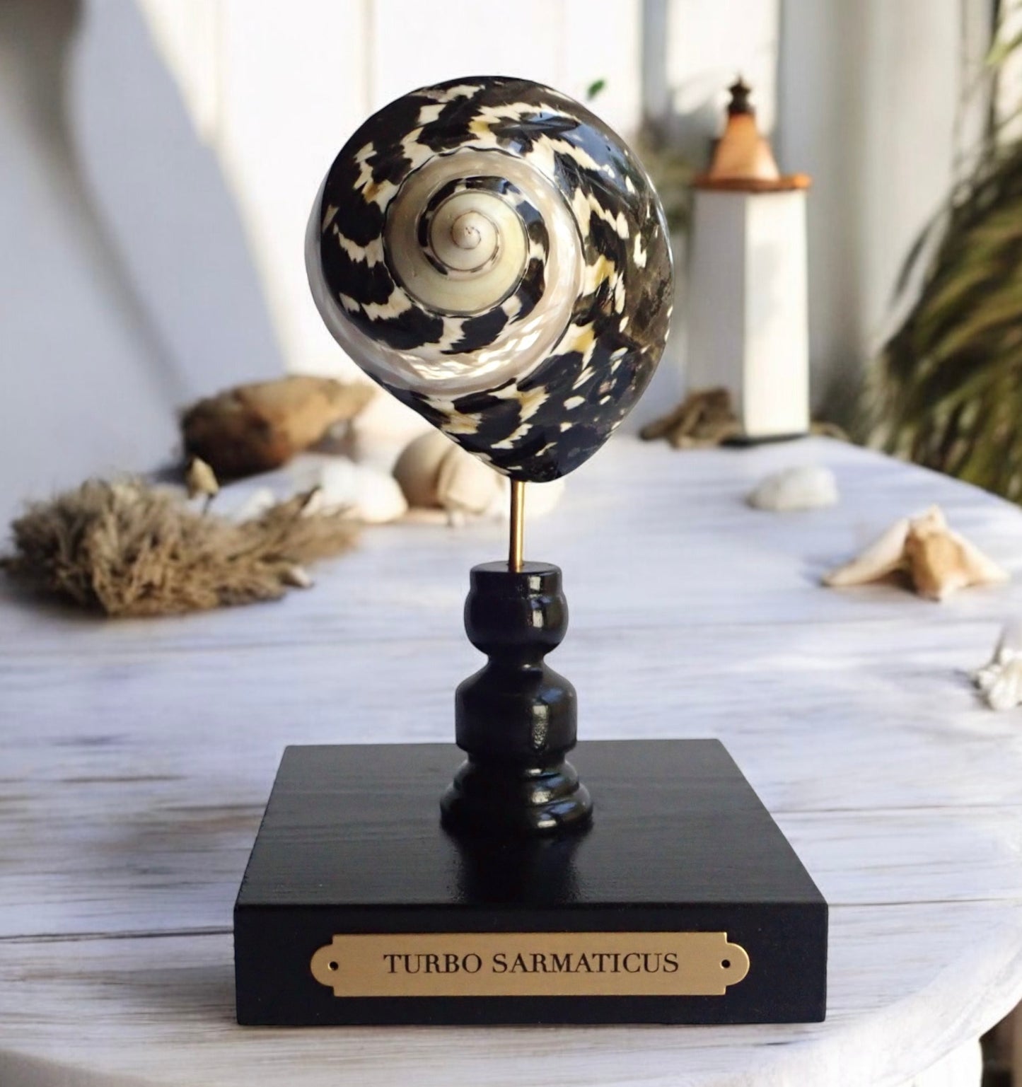 Mounted Turbo Shell Sculpture, Sea Shell on Handmade Stand, Tropical Shell Display, Chic Coastal Decor, Beach House Gift, Marine Home Accent