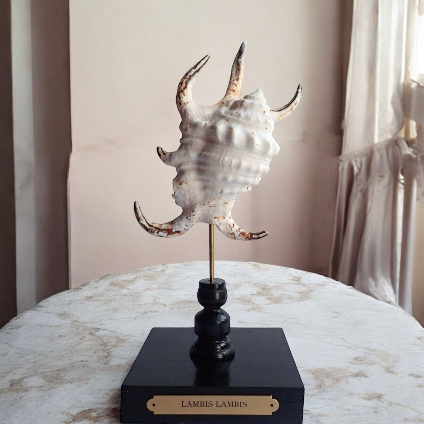 Mounted Shell Sculpture, Sea Shell on Stand, Tropical Shell Display, Elegant Coastal Decor, Beach House Gift,Nautical Cabinet of Curiosities