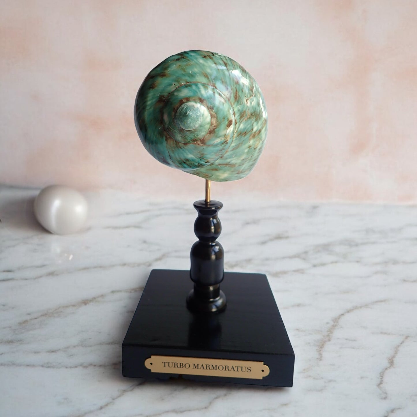 Mounted Shell Sculpture, Colorful Sea Shell on Stand, Tropical Shell Display, Chic Coastal Decor, Beach House Gift, Marine Home Accent