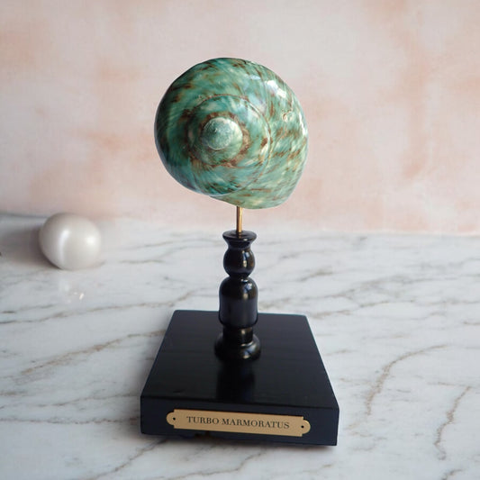 Mounted Shell Sculpture, Colorful Sea Shell on Stand, Tropical Shell Display, Chic Coastal Decor, Beach House Gift, Marine Home Accent