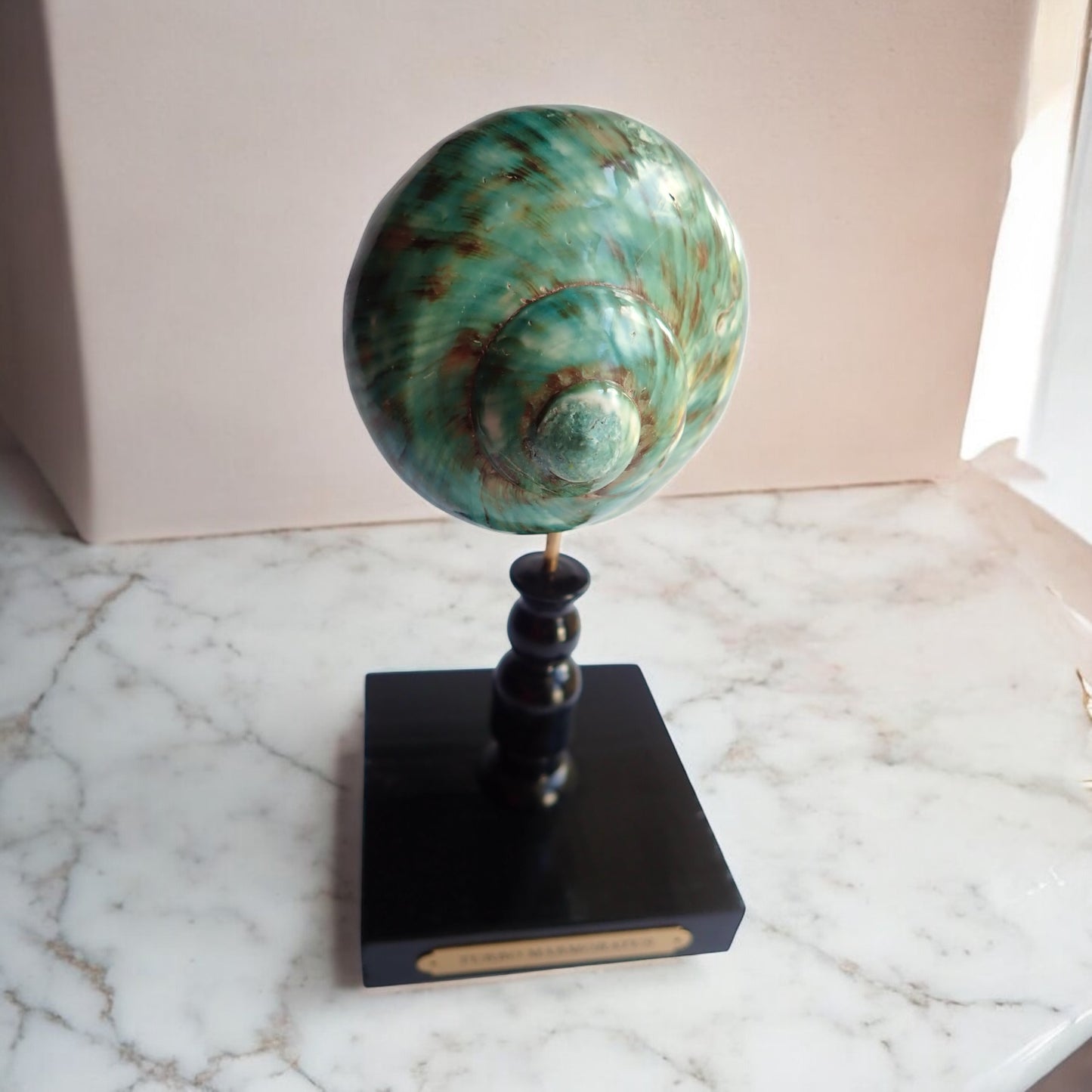 Mounted Shell Sculpture, Colorful Sea Shell on Stand, Tropical Shell Display, Chic Coastal Decor, Beach House Gift, Marine Home Accent