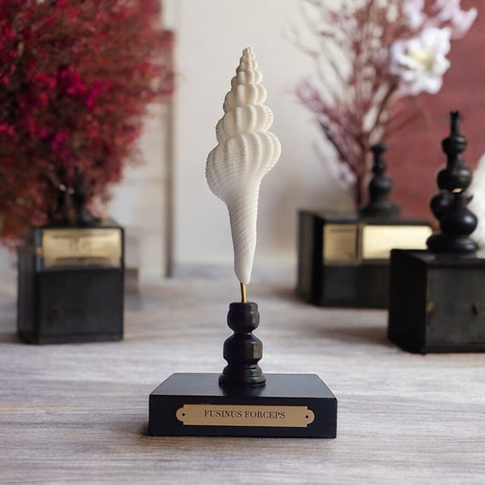 Mounted Shell Sculpture, Sea Shell on Stand, Tropical Shell Display, Elegant Coastal Decor, Beach House Gift, Nautical Marine Home Accent