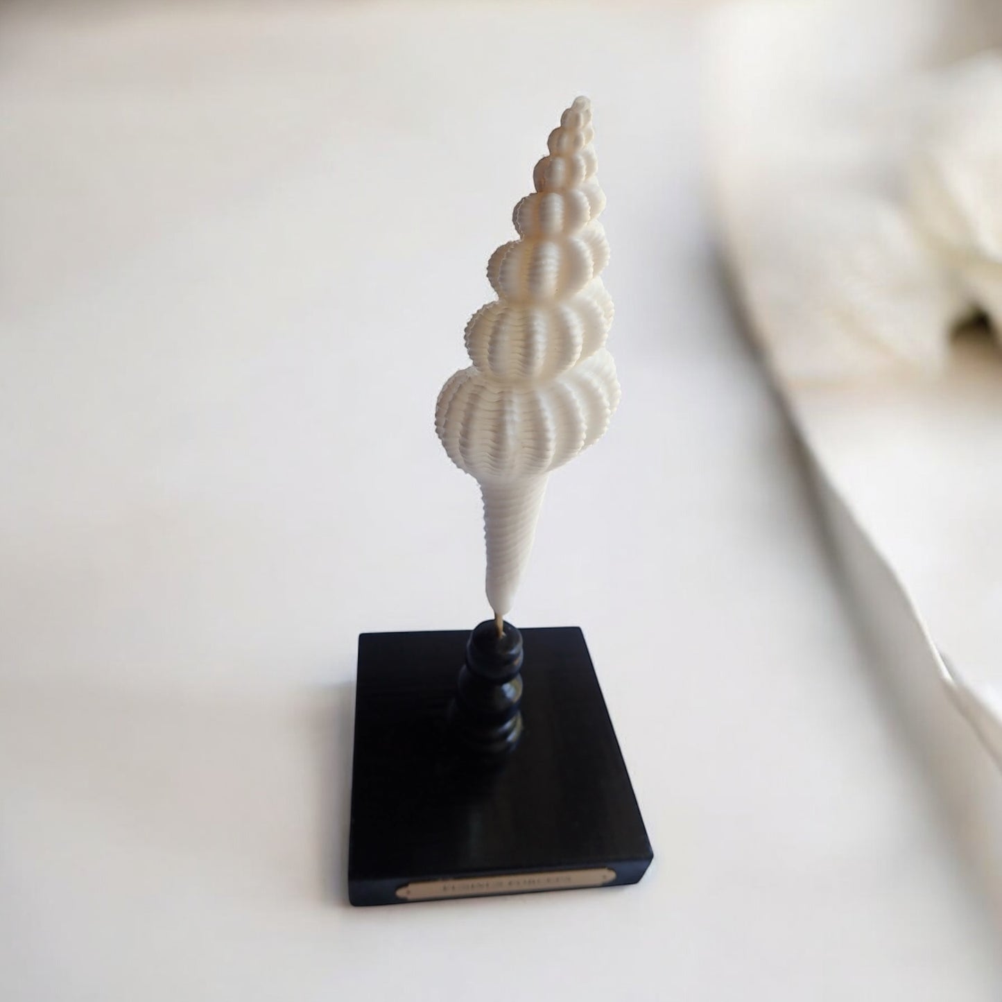 Mounted Shell Sculpture, Sea Shell on Stand, Tropical Shell Display, Elegant Coastal Decor, Beach House Gift, Nautical Marine Home Accent