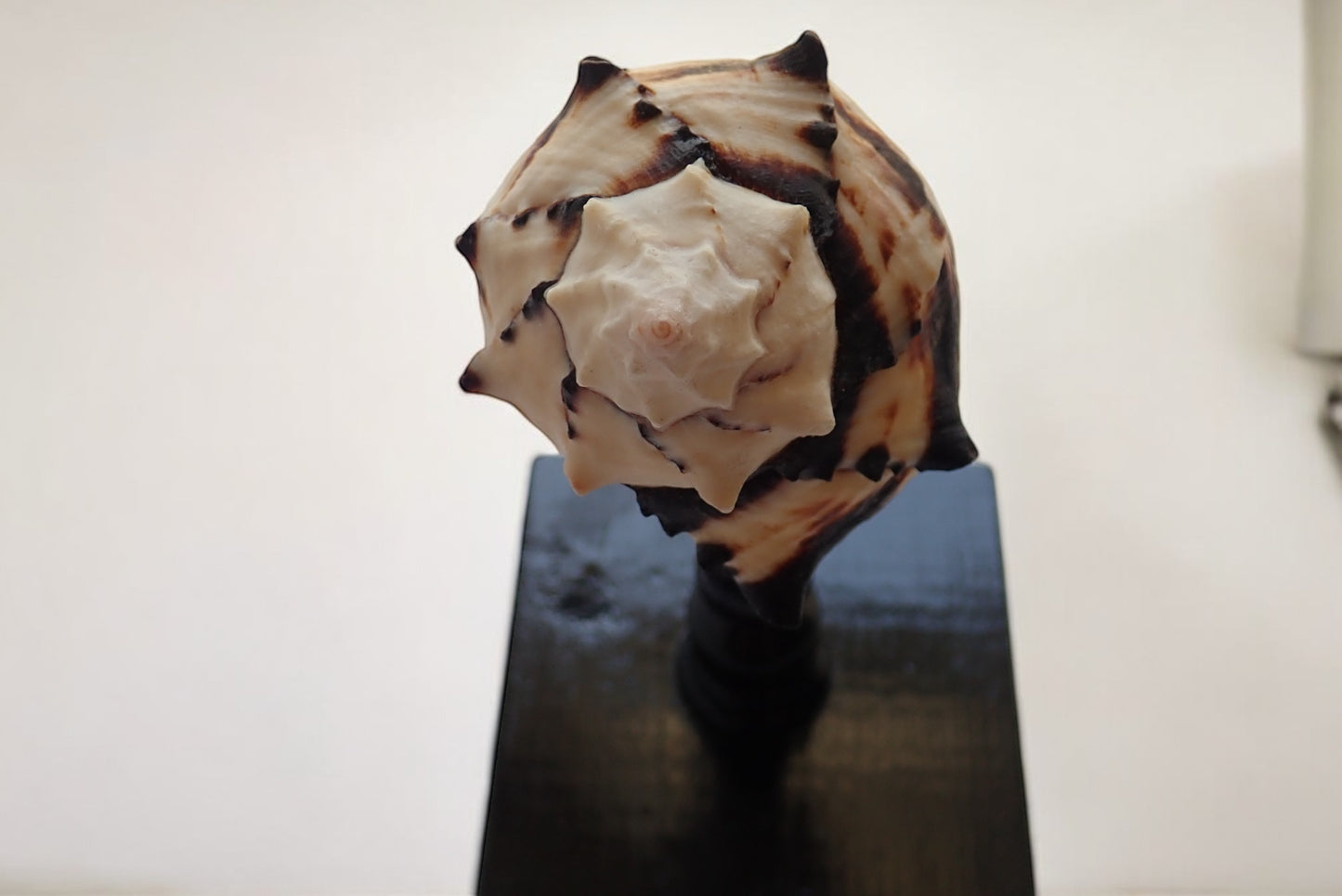 Mounted Murex Shell Sculpture, Sea Shell on Stand, Tropical Shell Display,Elegant Coastal Decor,Beach House Gift,Nautical Marine Home Accent