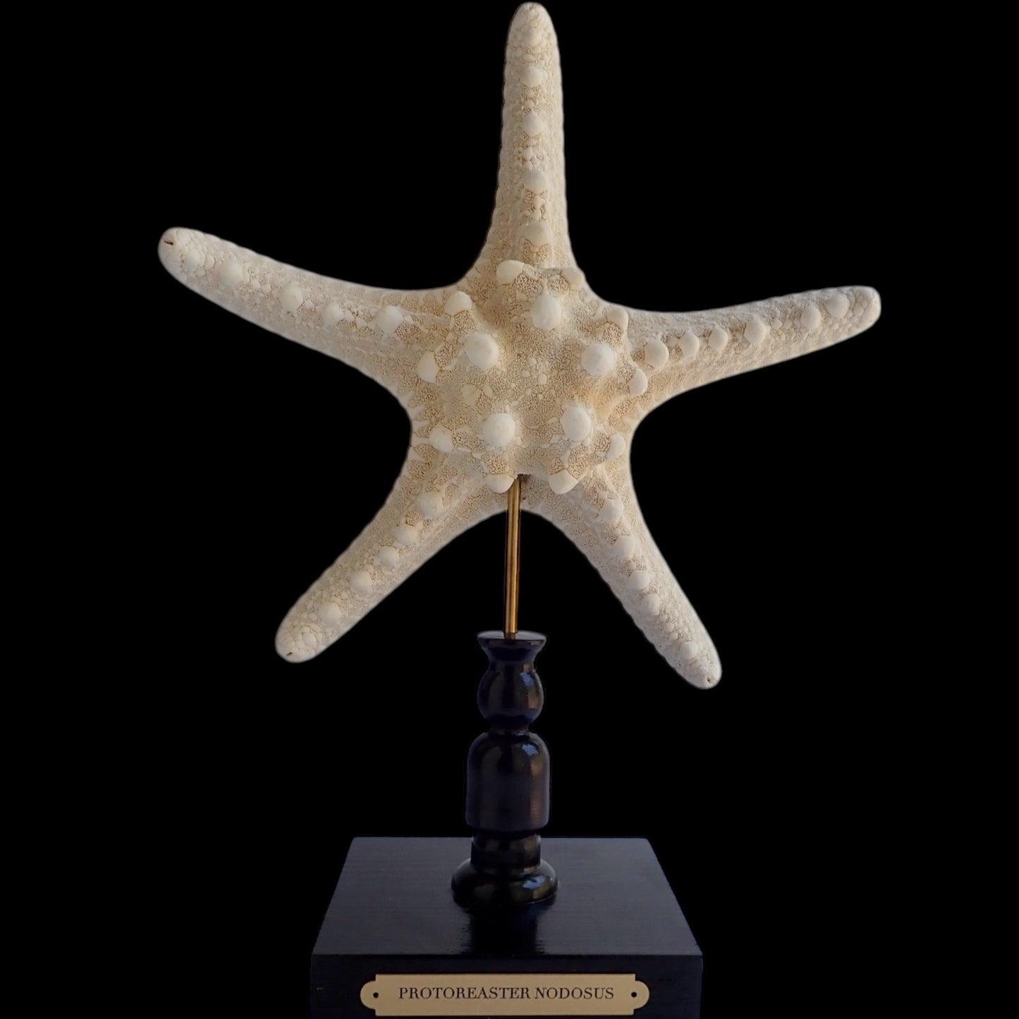 Mounted Star Fish Sculpture, Sea Star on Stand, Tropical Shell Display, Chic Coastal Decor, Beach House Gift, Nautical Marine Home Accent