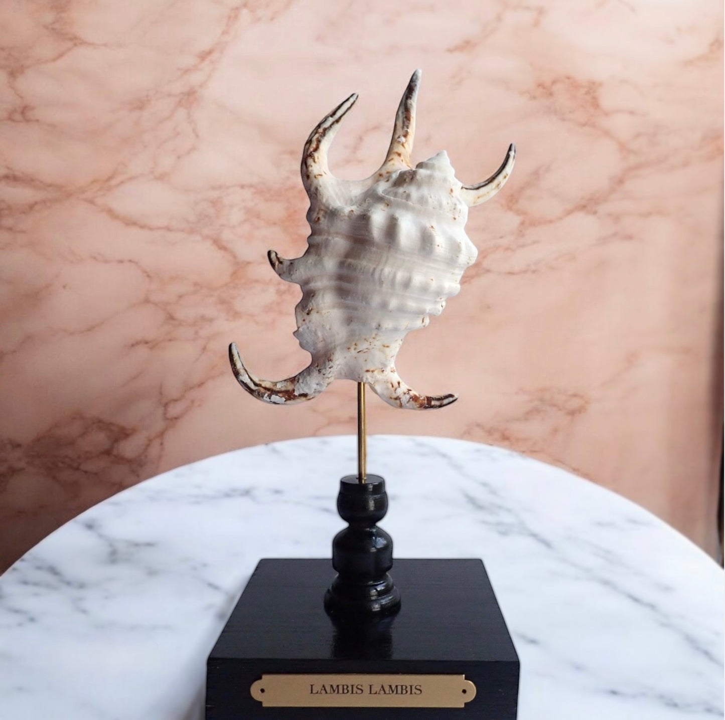 Mounted Shell Sculpture, Sea Shell on Stand, Tropical Shell Display, Elegant Coastal Decor, Beach House Gift,Nautical Cabinet of Curiosities