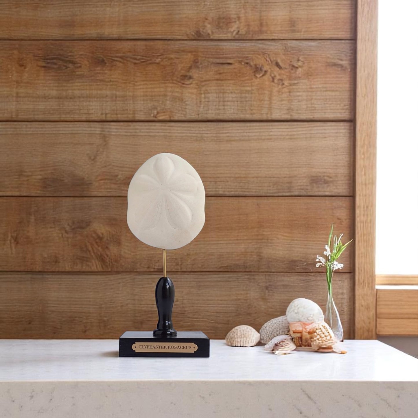 Mounted Shell Sculpture, Sea Shell on Stand, Tropical Shell Display, Elegant Coastal Decor, Beach House Gift, Nautical Marine Home Accent