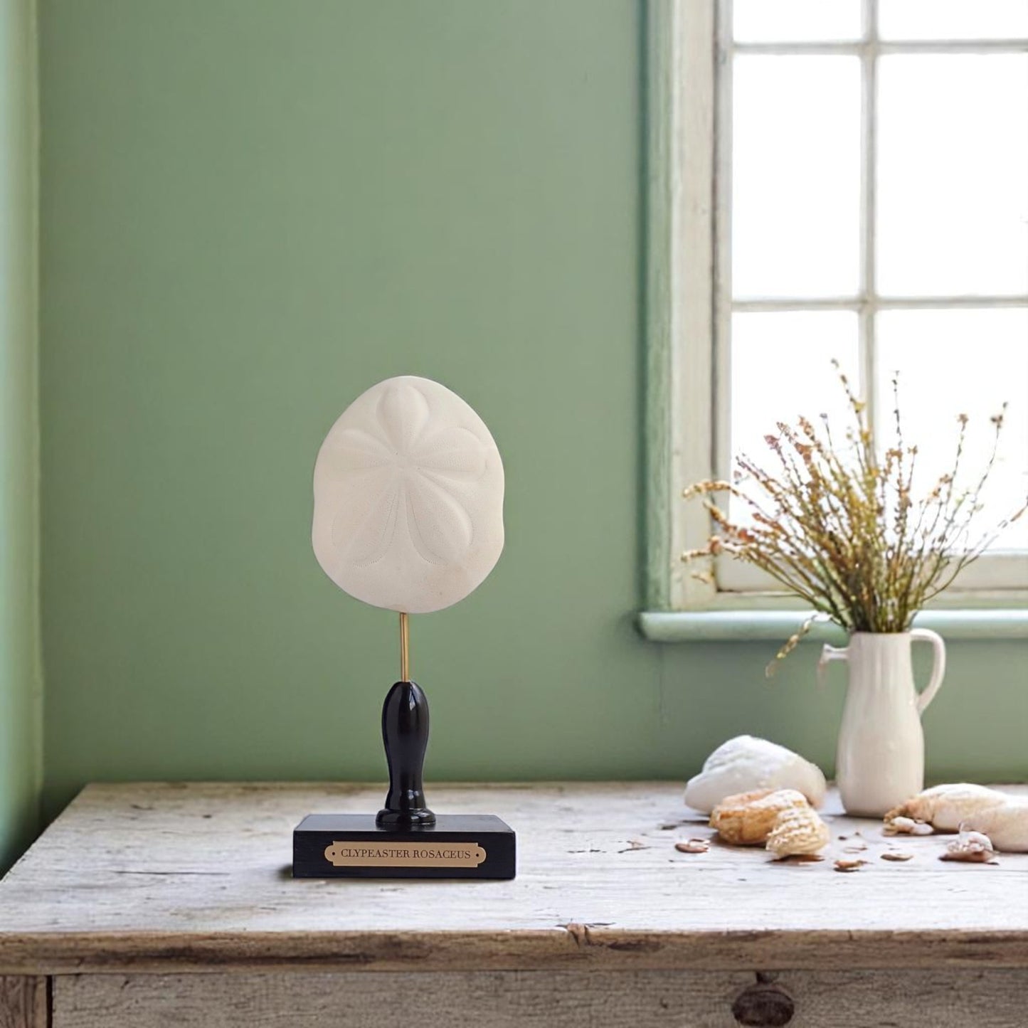 Mounted Shell Sculpture, Sea Shell on Stand, Tropical Shell Display, Elegant Coastal Decor, Beach House Gift, Nautical Marine Home Accent