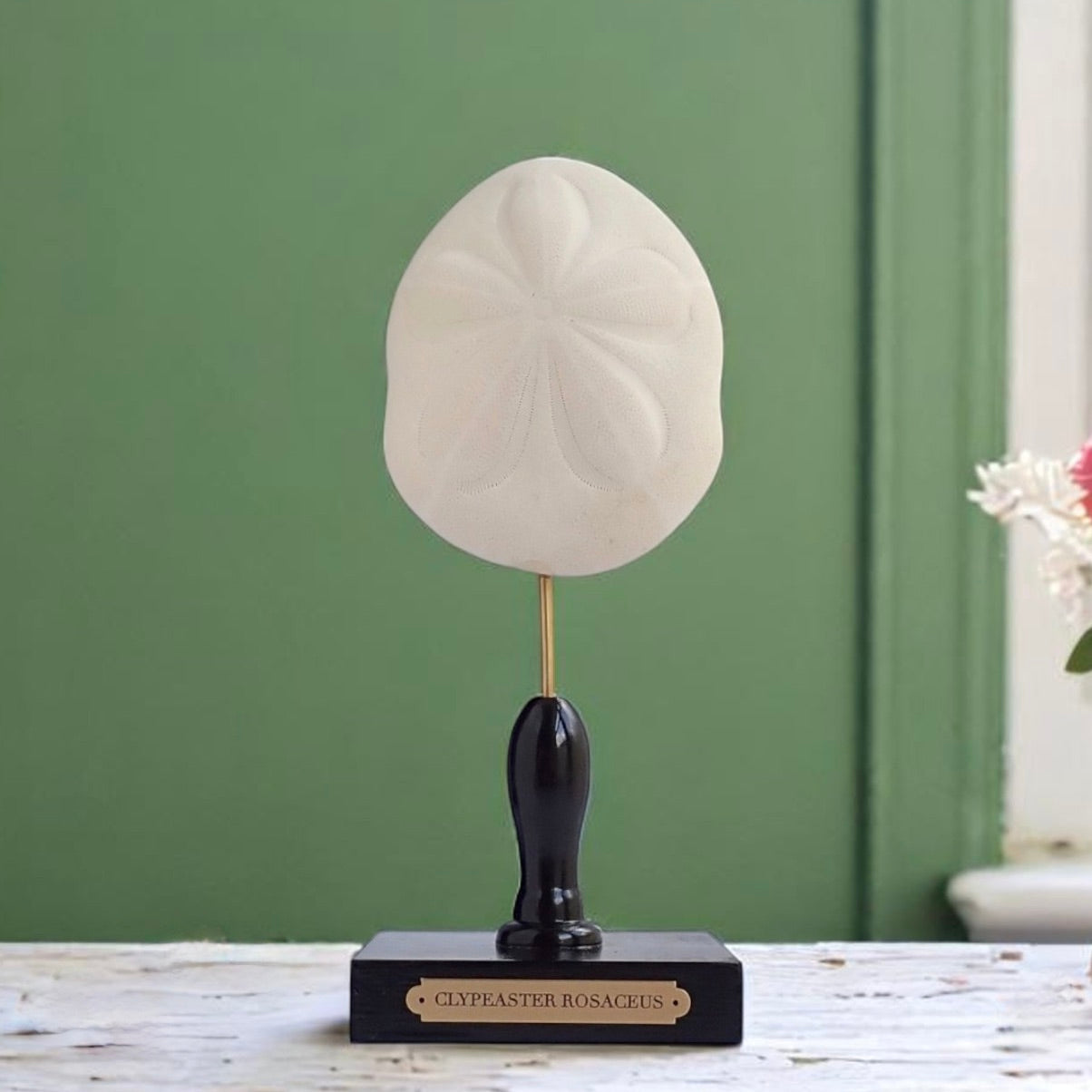 Mounted Shell Sculpture, Sea Shell on Stand, Tropical Shell Display, Elegant Coastal Decor, Beach House Gift, Nautical Marine Home Accent