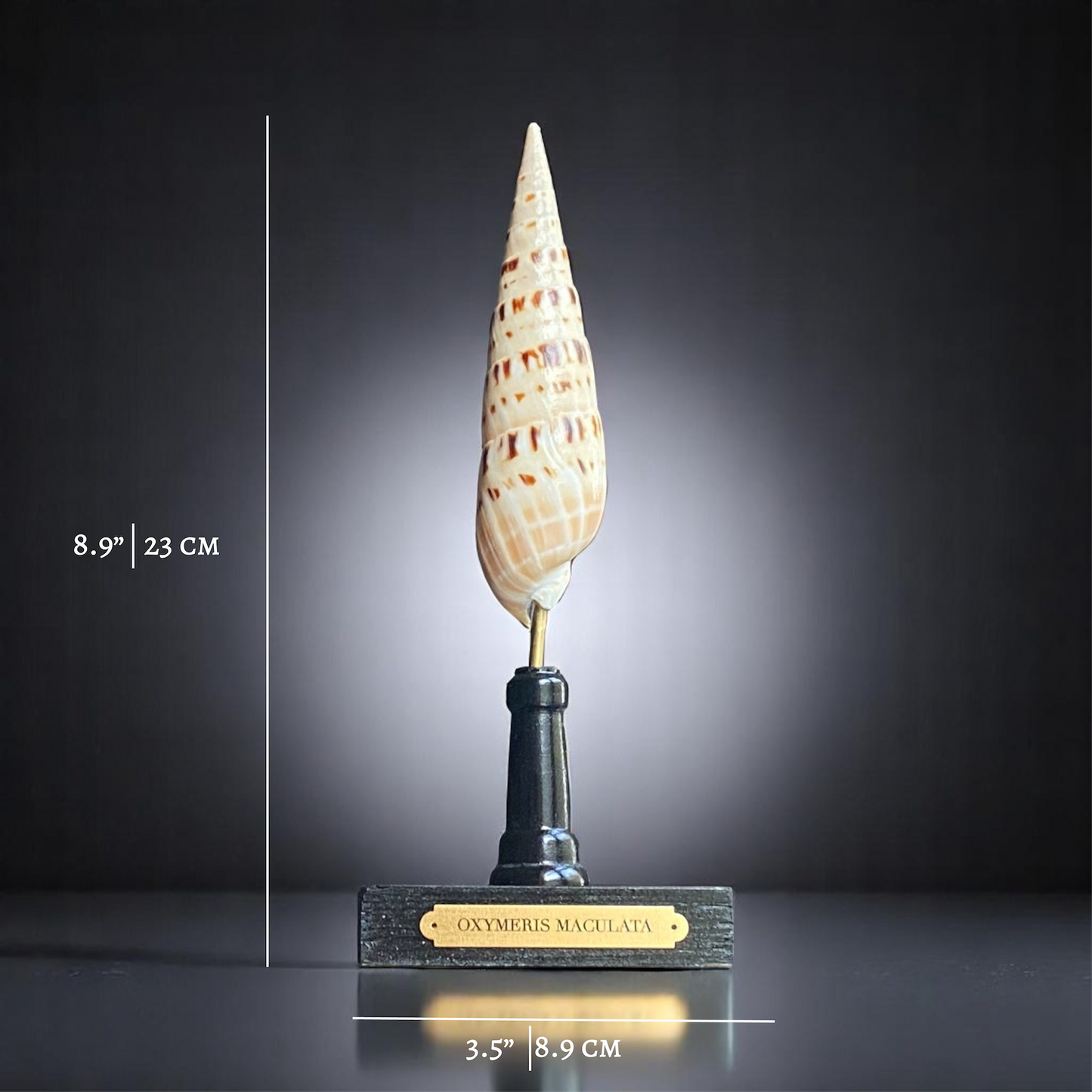 Mounted Shell Sculpture, Sea Shell on Stand, Tropical Shell Display, Elegant Coastal Decor, Beach House Gift, Nautical Marine Home Accent