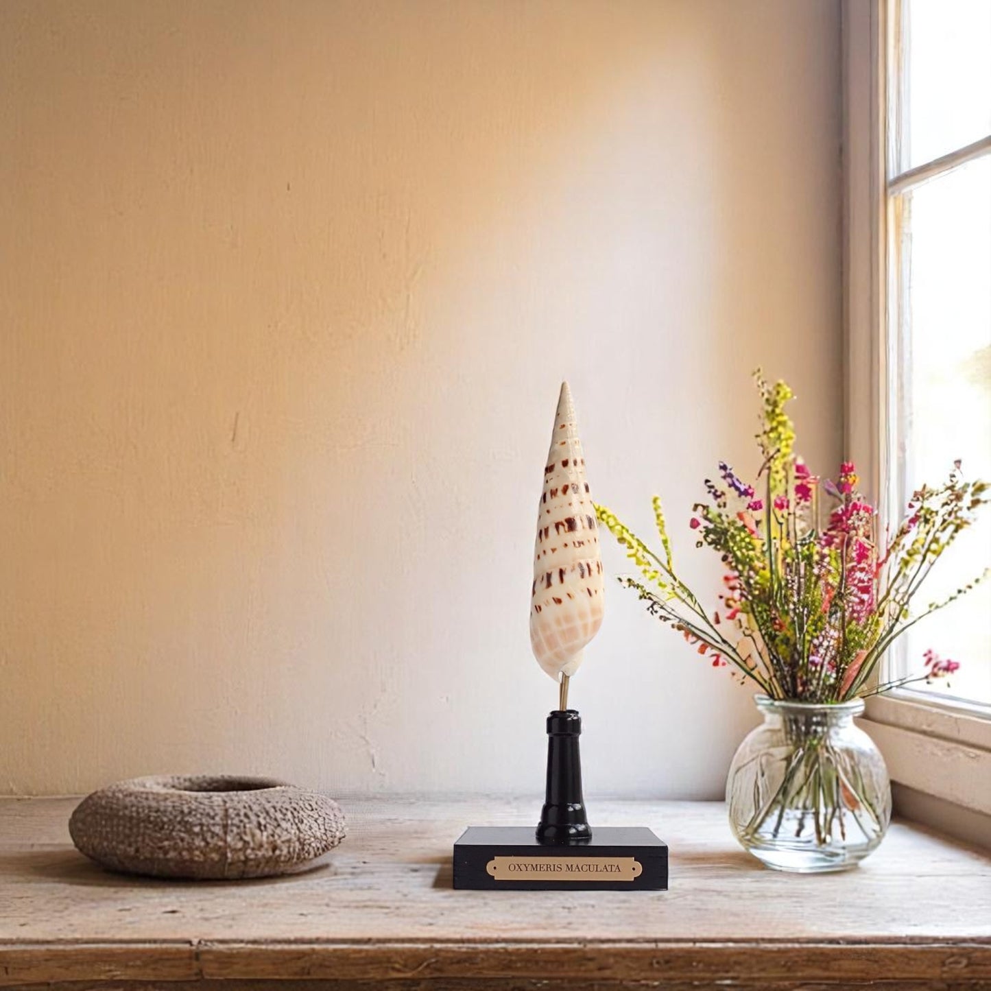 Mounted Shell Sculpture, Sea Shell on Stand, Tropical Shell Display, Elegant Coastal Decor, Beach House Gift, Nautical Marine Home Accent