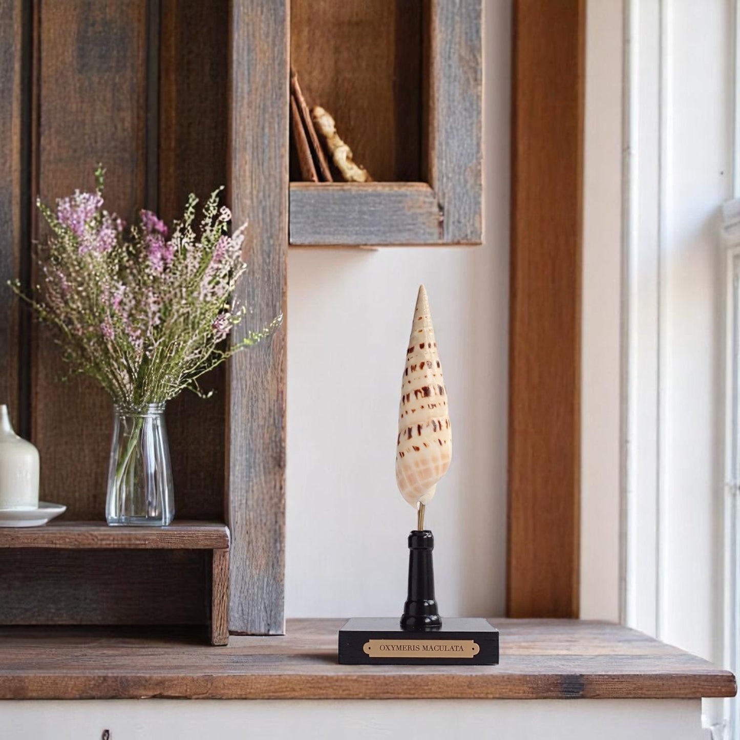Mounted Shell Sculpture, Sea Shell on Stand, Tropical Shell Display, Elegant Coastal Decor, Beach House Gift, Nautical Marine Home Accent